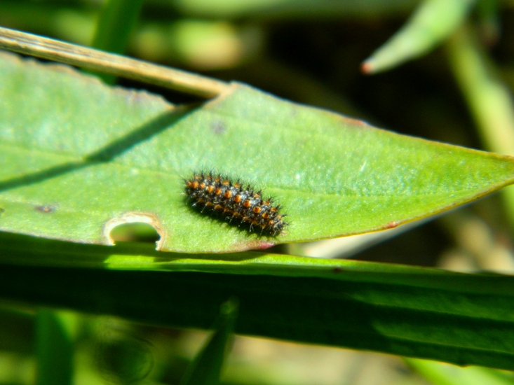 Una nuova Melitaea didyma